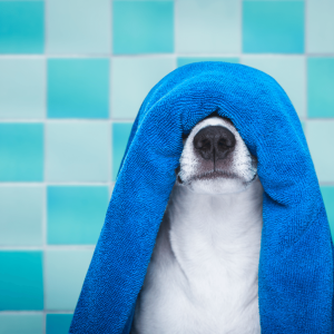 Fearful Dog of Grooming